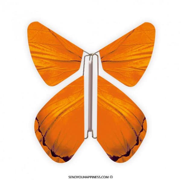 Magischer Schmetterling Impulse Orange copyright sendyouhappiness.com