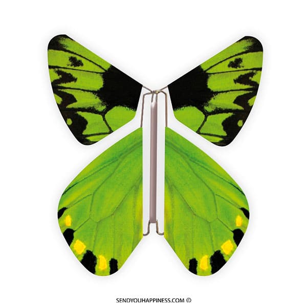 Magic Butterfly Nature Birdwing copyright sendyouhappiness.com
