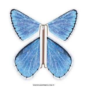 Magic Butterfly Nature Chalkhill Blue copyright sendyouhappiness.com