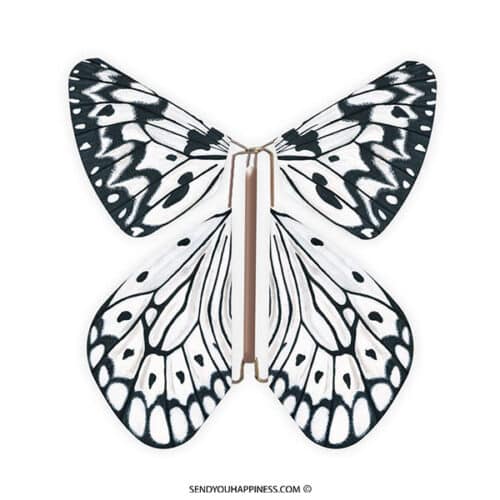 Magic Butterfly Nature Leuconoe copyright sendyouhappiness.com
