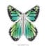 Magic Butterfly New Concept Green copyright sendyouhappiness.com