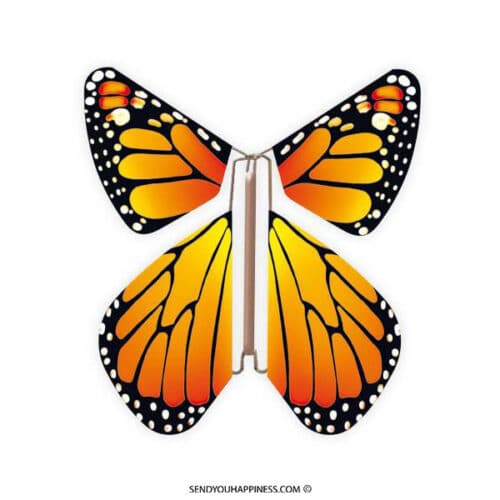 Magische Schmetterling Neues Konzept Orange copyright sendyouhappiness.com