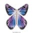 Magische Schmetterling Neues Konzept Lila copyright sendyouhappiness.com