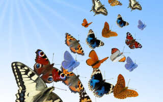 Afscheid met een vlindervlucht Sendyouhappiness.com