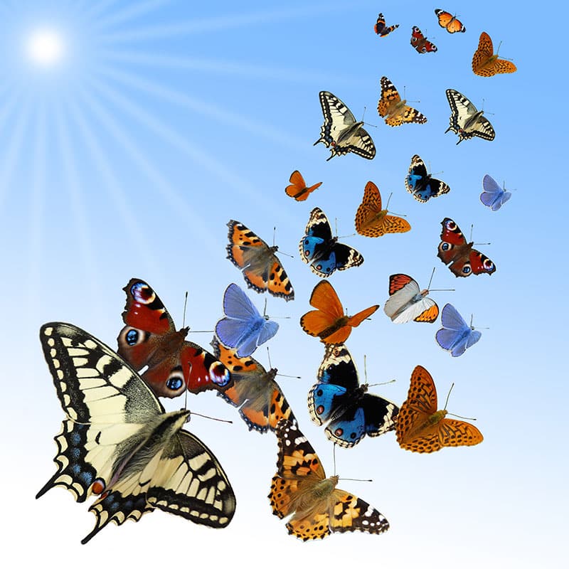 Abschied mit einem Schmetterlingsflug Sendyouhappiness.com