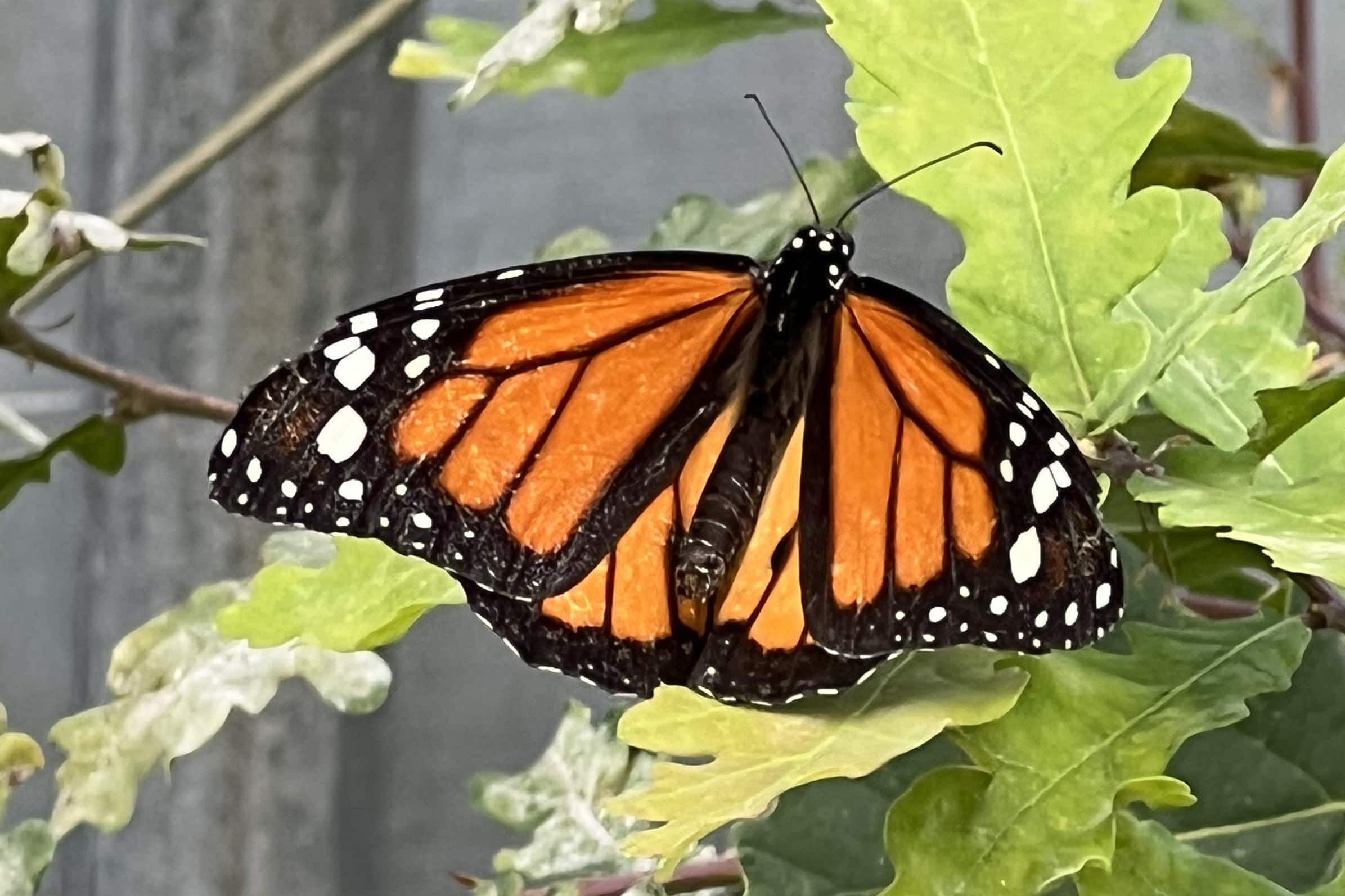 Monarch vlinder sendyouhappiness.com